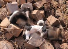 Homem é preso suspeito de assassinar cinco filhotes de cachorro em Picos