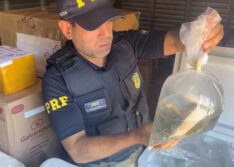 Mais de 1 tonelada em animais marinhos é apreendida em sacos plásticos no Piauí