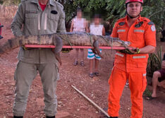 Jacaré com 2m de comprimento é capturado na zona rural de Picos