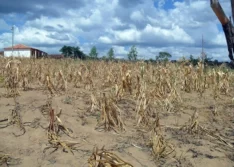 Seca no Piauí: 86 municípios estão em situação de emergência devido à estiagem, aponta APPM