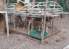 Polícia resgata filhotes e prende homem por maus tratos animal em União