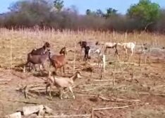 Onças invadem propriedades e devoram mais de 100 animais em cidade do Piauí