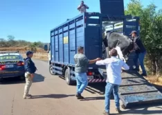 Mais de 210 animais são recolhidos pela PRF em rodovias do PI