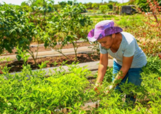 Comissão do Senado autoriza empréstimos de US$ 118 milhões para segurança hídrica e agricultura do Piauí