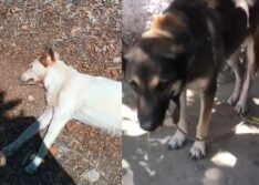 Cães morrem “misteriosamente” e moradores da zona rural de Picos acionam prefeitura