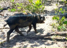 Adapi identifica foco de peste suína em criatório em Cocal de Telha; animais foram sacrificados