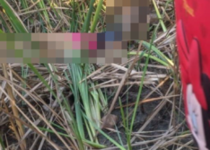 Menina de 13 anos é atraída e assassinada por homem em canavial no Piauí
