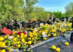Caminhão carregado de frutas tomba na BR 407, em Patos do Piauí, e motorista fica ferido