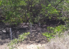 Corpo decapitado e carbonizado é encontrado em estrada próximo a ponto turístico no litoral do Piauí