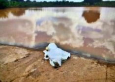 MARCOLÂNDIA : homem é resgatado sem vida em açude às margens da BR 316