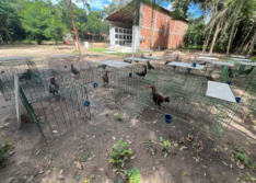 Membros de facção criminosa são presos em sítio com cerca de 200 galos de briga, em Teresina