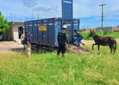 PRF apreende 12 animais nas ruas de Jaicós