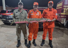 Corpo de Bombeiros captura jacaré de mais de 1 metro em Picos