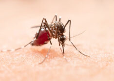 Sesapi confirma segunda morte por dengue no Piauí