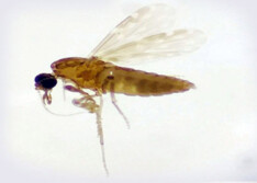 PI está entre os 13 estados do país com casos da febre oroupouche; Ministério da Saúde faz alerta