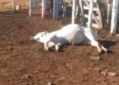 Vaquejada sem estrutura adequada termina com mais de 20 animais mortos no Sul do Piauí