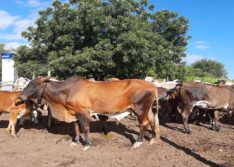 Criminosos furtam 20 cabeças de gado em Vila Nova do Piauí; proprietária oferece recompensa de R$ 5 mil