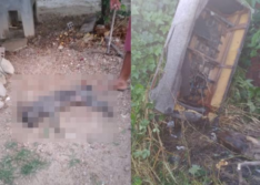 Cachorro morre e casal fica ferido por ataque de abelhas em Campo Maior, no PI