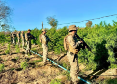 PM encontra plantação de maconha com cerca de 5 hectares no Piauí