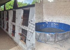 PM desarticula rinha e resgata 46 galos; 14 pessoas foram conduzidas em Parnaíba
