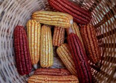 Governo do Estado incentiva produção de alimentos a partir de sementes crioulas na agricultura familiar