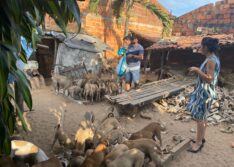 Polícia encontra mais de 50 cães abandonados em residência após tutor sofrer acidente em Parnaíba