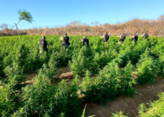 Polícia localiza plantação com 90 mil pés de maconha no Sul do Piauí
