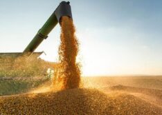 Valor da produção agrícola do Piauí registra crescimento superior a 380% e confirma importância do agronegócio no estado