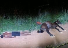 Jovem de 14 anos que cavalgava morre após cavalo pisar em fio caído; animal também morreu