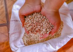 SAF inicia distribuição de sementes e mudas para safra 2025 nos Territórios dos Cocais e Carnaubais