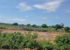 Seca Verde impacta produção agrícola em 13 municípios do Piauí; entenda o fenômeno