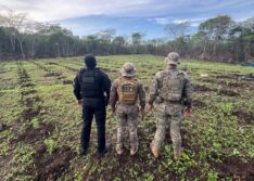 Polícia localiza plantação que produziria 13 toneladas de maconha e prende quatro suspeitos no Norte do Piauí