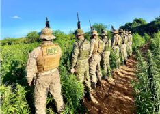 Polícia destrói cerca de 6 toneladas de maconha em plantação entre o Piauí e a Bahia