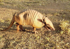 Piauí institui programa para fortalecer a proteção, gestão e conservação da fauna silvestre