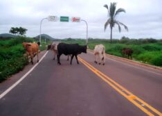 Polícia vai responsabilizar proprietários por animais soltos em estradas no PI