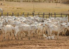 Fiscalização da Sada favorece crescimento de abate bovino no Piauí