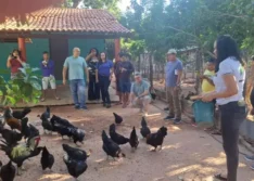 Governo do Piauí declara estado de emergência zoossanitária para prevenção da Influenza Aviária H5N1