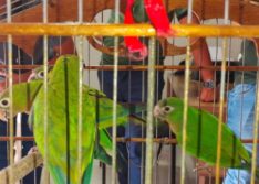 Semarh acolhe e recupera animais silvestres resgatados no Piauí