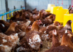 Governo confirma primeiro foco de gripe aviária em granja comercial no Rio Grande do Sul