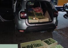 PRF apreende 300 Pássaros silvestres sendo transportados dentro de carro