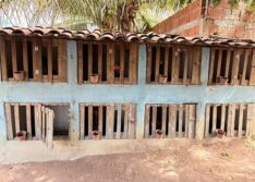 Polícia Militar e Polícia Civil desarticulam ponto de rinha de galos e tráfico de aves silvestres em Pio IX