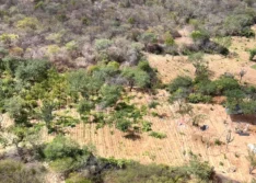 Plantação de maconha com cinco toneladas é localizada na divisa entre o Piauí e Pernambuco