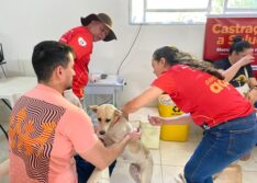 Parceria entre a Prefeitura de Picos e a SEMARH viabiliza a castrações de 32 animais de rua