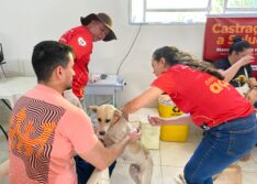 Em apenas uma semana, mais de 100 animais são castrados em Teresina e Picos com apoio da Semarh