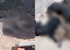 Morte em série de animais por envenenamento é registrada pelo Projeto Anjos de Patas em Santo Antônio de Lisboa; polícia investiga