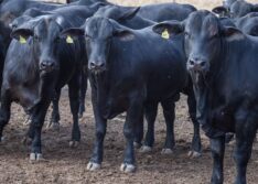 Mortes de animais sobem para 612 após vacina Excell 10
