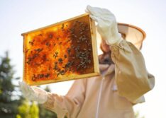 Piauí mantém liderança no Nordeste e é o segundo maior produtor de mel do Brasil, de acordo com o IBGE