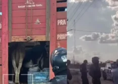 Piauienses são presos suspeitos de furtar jumentos para abater e vender como carne de boi, no Maranhão