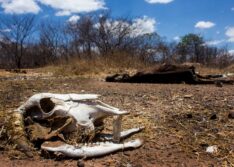 Governo decreta situação de emergência em 119 municípios do Piauí devido à seca