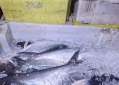 Uma tonelada de peixe é apreendida durante fiscalização em São Raimundo Nonato